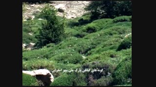گونه های گیاهان کوهی در پارک ملی شهر اسفراین -ق . اول