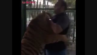 کشتی بهدادسلیمی با ببر غول پیکر