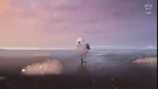 کارتون کوتاه piper