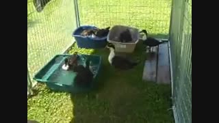 آبتنی اردک ها