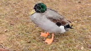 اردک باهوش سوت زن