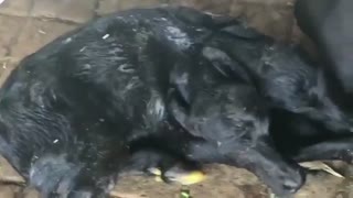 تولد گوساله دوسر در پاکستان