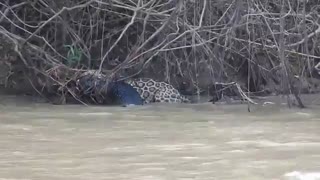 مقابله پلنگ با تمساح. کدام یک برنده خواهد شد؟