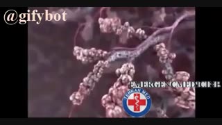 تاثیر سیگار بر ریه