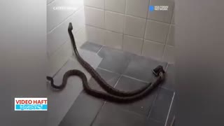 ویدئوهای پربازدید از حیوانات :‌کروکودیل غول‌پیکر ،‌گربه دوسر و مارهای به هم گره خورده!