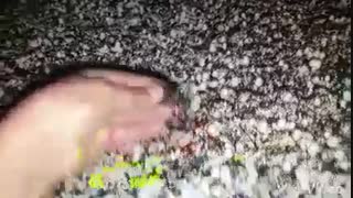 پرورش قارچ به زبان ساده