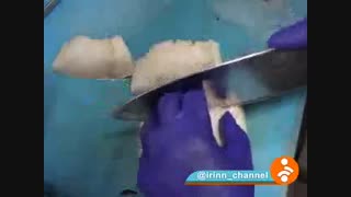 بفرمائید ماهیِ تازه!  گزارش حمید معصومی نژاد(رم)