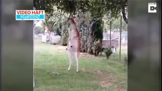 گوزنی که مثل نیوتون منتظر افتادن سیب نمی‌شود!