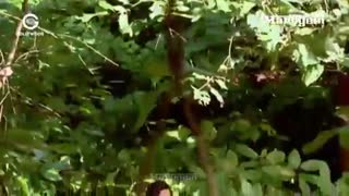 دانلود پرواز قسمت 317 - دوبله و کامل