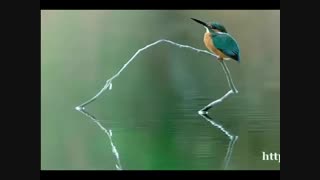 خطبه سروده و دکلمه: استاد مرتضی کیوان هاشمی