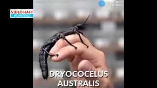 هفت موجود عجیب الخلقه