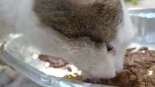 گربه های دفتر